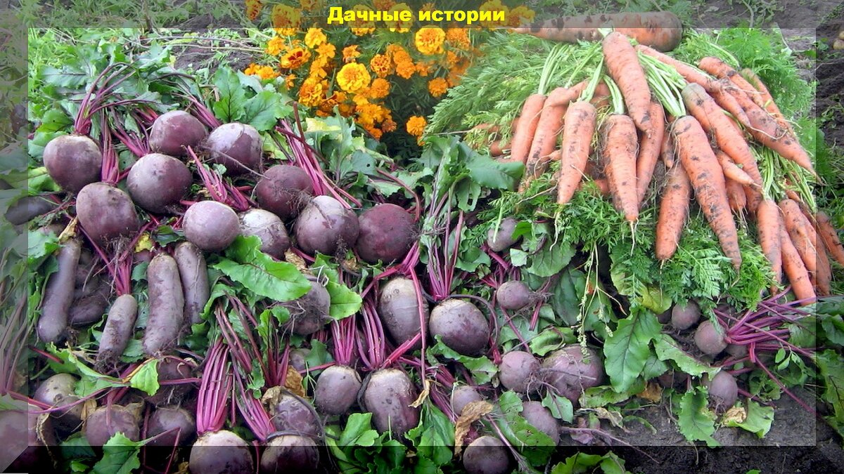 Свекла и морковь в сентябре: самые важные финальные подкормки и агроприемы для получения и хранения богатого урожая