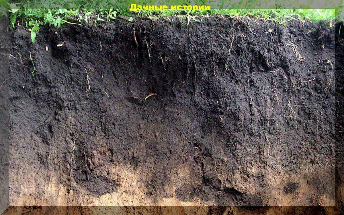 Как сделать любою почву (глина, песок, чернозем) на дачном участке более дружественной и плодородной: самые доступные способы