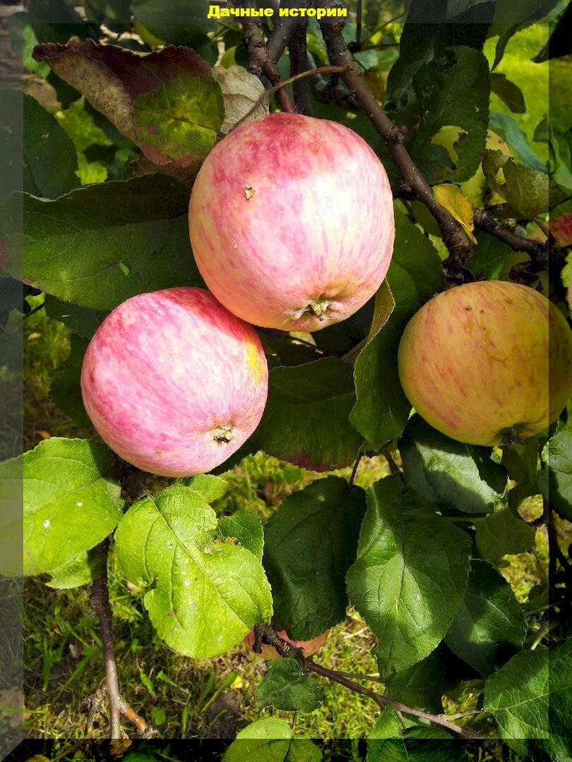 Яблоки со вкусом детства: самые урожайные старые сорта яблок, которые обязательно нужно искать в продаже