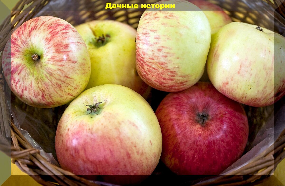 Яблоки со вкусом детства: самые урожайные старые сорта яблок, которые обязательно нужно искать в продаже