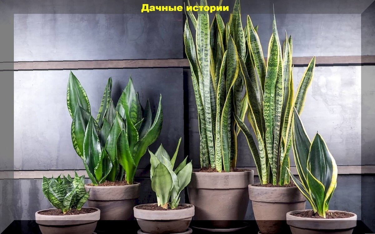Комнатные растения для начинающих, которые будут расти даже в самой темной квартире
