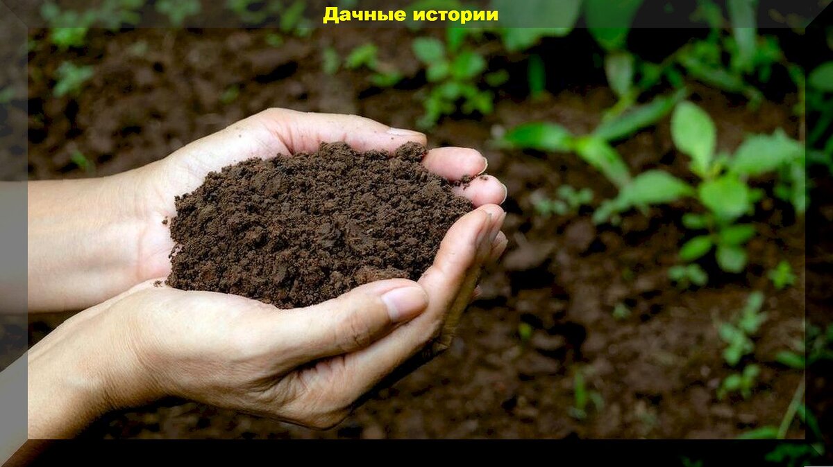 Как осенью повысить плодородие почвы и подготовить грядки для посадки растений: важные правила внесения минеральных и органических удобрений