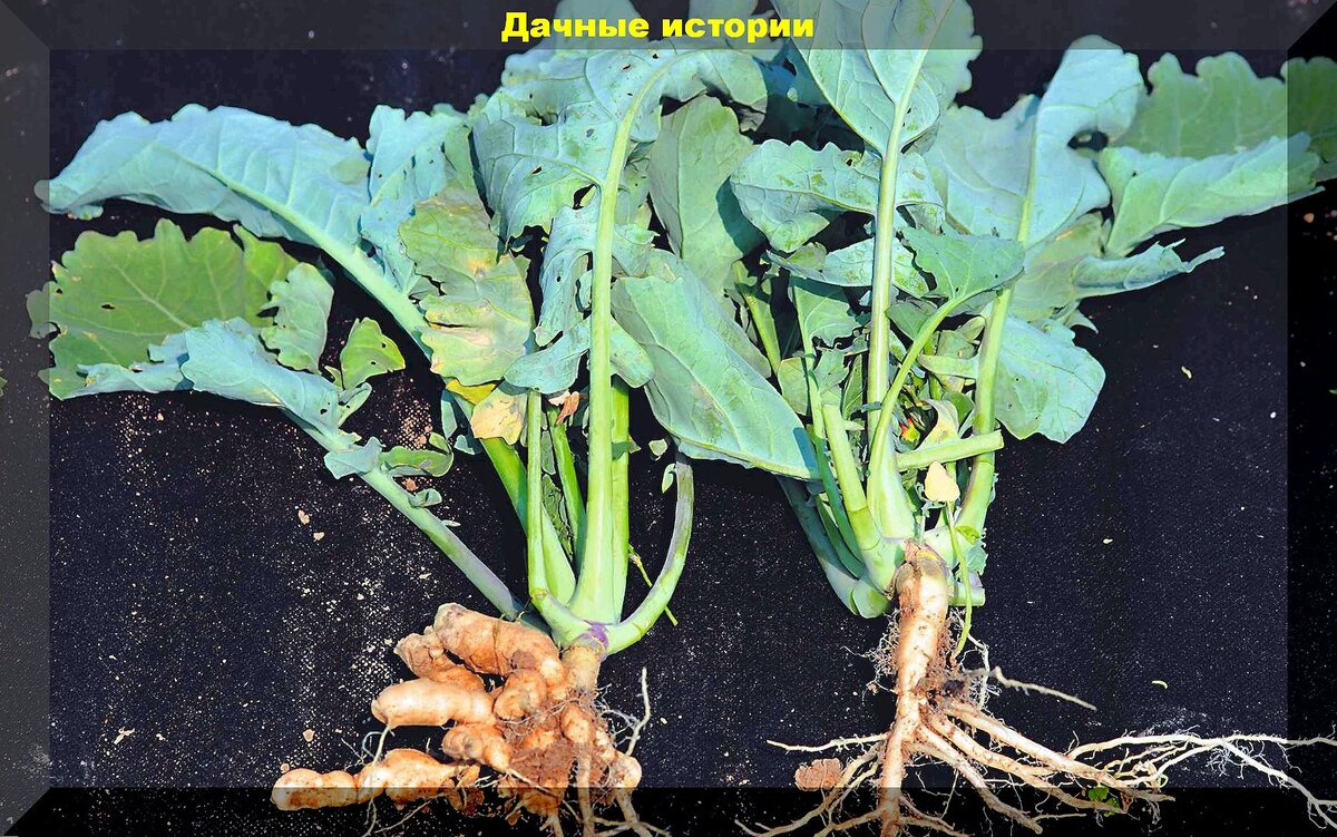 Почему нет урожая кочанной капусты: как избежать основных проблем при выращивании капусты и сохранить урожай