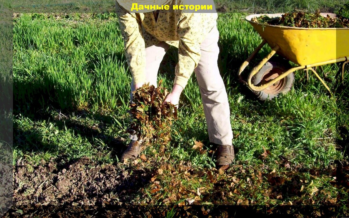Секреты плодородной почвы: как осенью повысить плодородие почвы и подготовить грядки для посадки растений