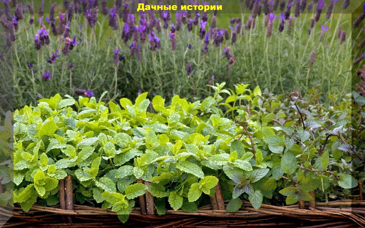 10 лекарственных растений на клумбе: прекрасная альтернатива "вредным" таблеткам и основа самого малоуходного цветника