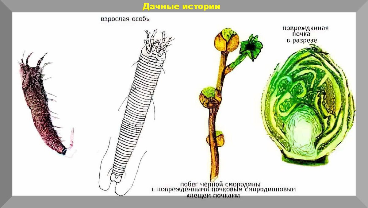 Сразу 30. Отвечаем на новую тридцатку вопросов от начинающих дачников