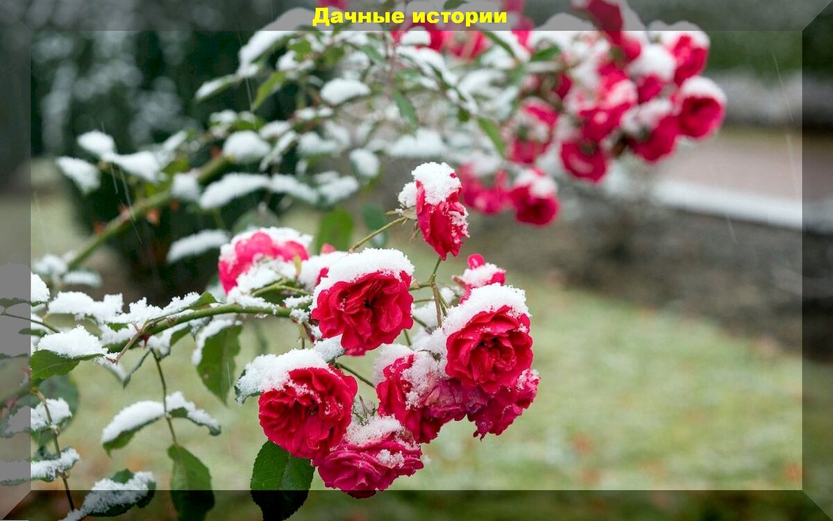Как подготовить розу к зиме: важные моменты ухода за розами в позднеосенний период
