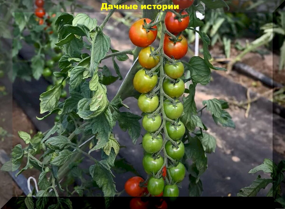 Очень сладкие и вкусные томаты черри: современные томаты черри, которые имеют традиционный томатный вкус и отличную урожайность