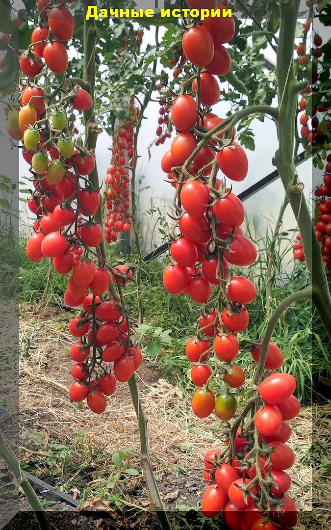 Очень сладкие и вкусные томаты черри: современные томаты черри, которые имеют традиционный томатный вкус и отличную урожайность