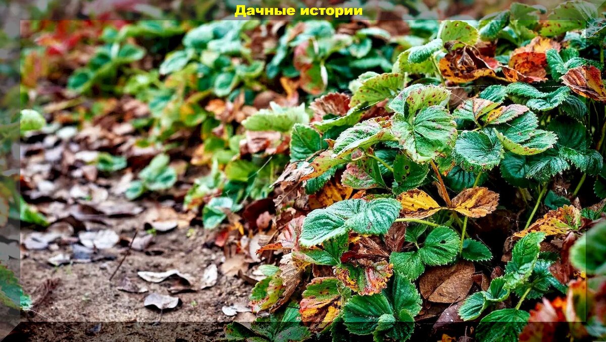 Осенний уход за клубникой: как подготовить клубнику к зиме, как делить кусты, как сажать, как подкармливать и защищать