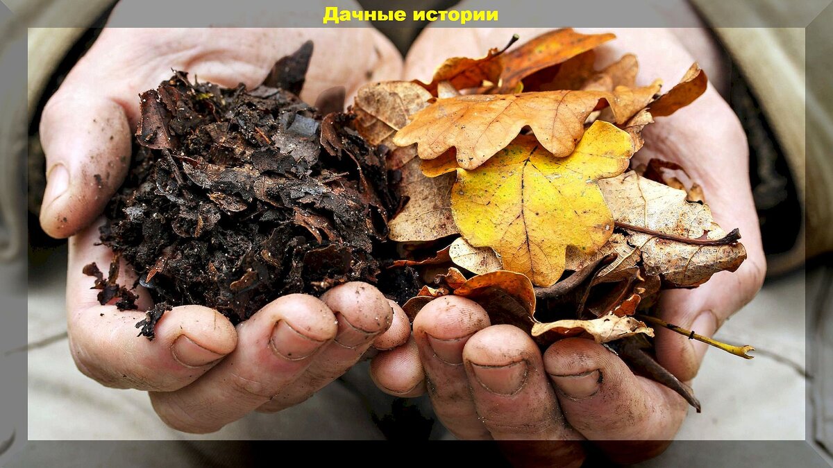 Польза и опасность листового компоста: плюсы и минусы использования бесплатного удобрения из листьев