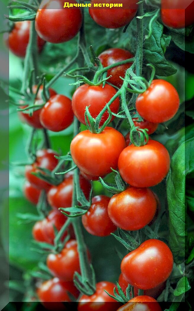Томаты до морозов: сорта-гибриды томатов, которые постоянно завязывают плоды, радуя свежими помидорами до самых холодов