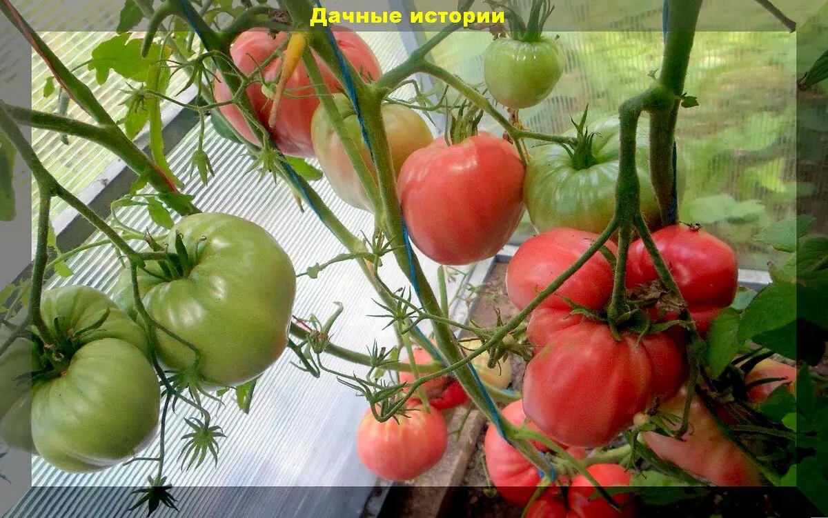 Томаты до морозов: сорта-гибриды томатов, которые постоянно завязывают плоды, радуя свежими помидорами до самых холодов