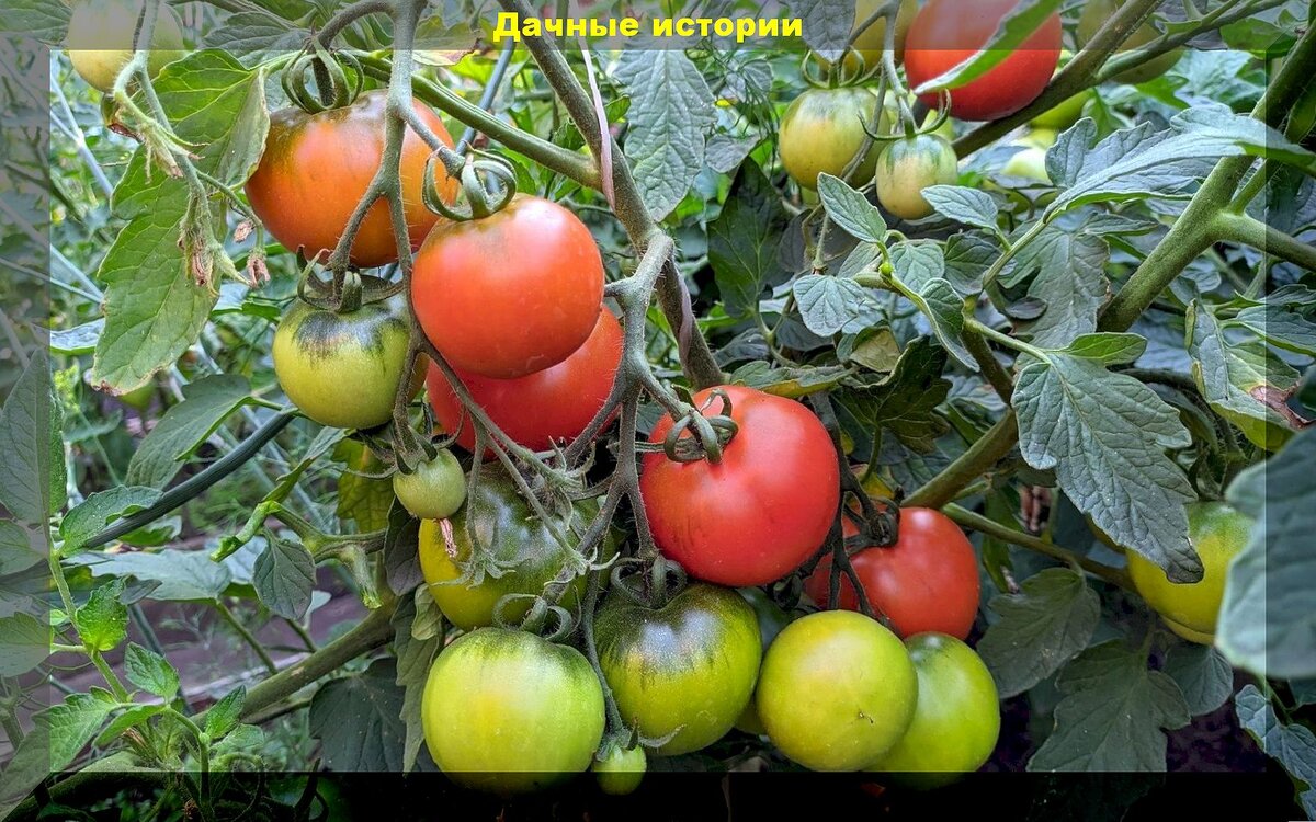 Томаты до морозов: сорта-гибриды томатов, которые постоянно завязывают плоды, радуя свежими помидорами до самых холодов