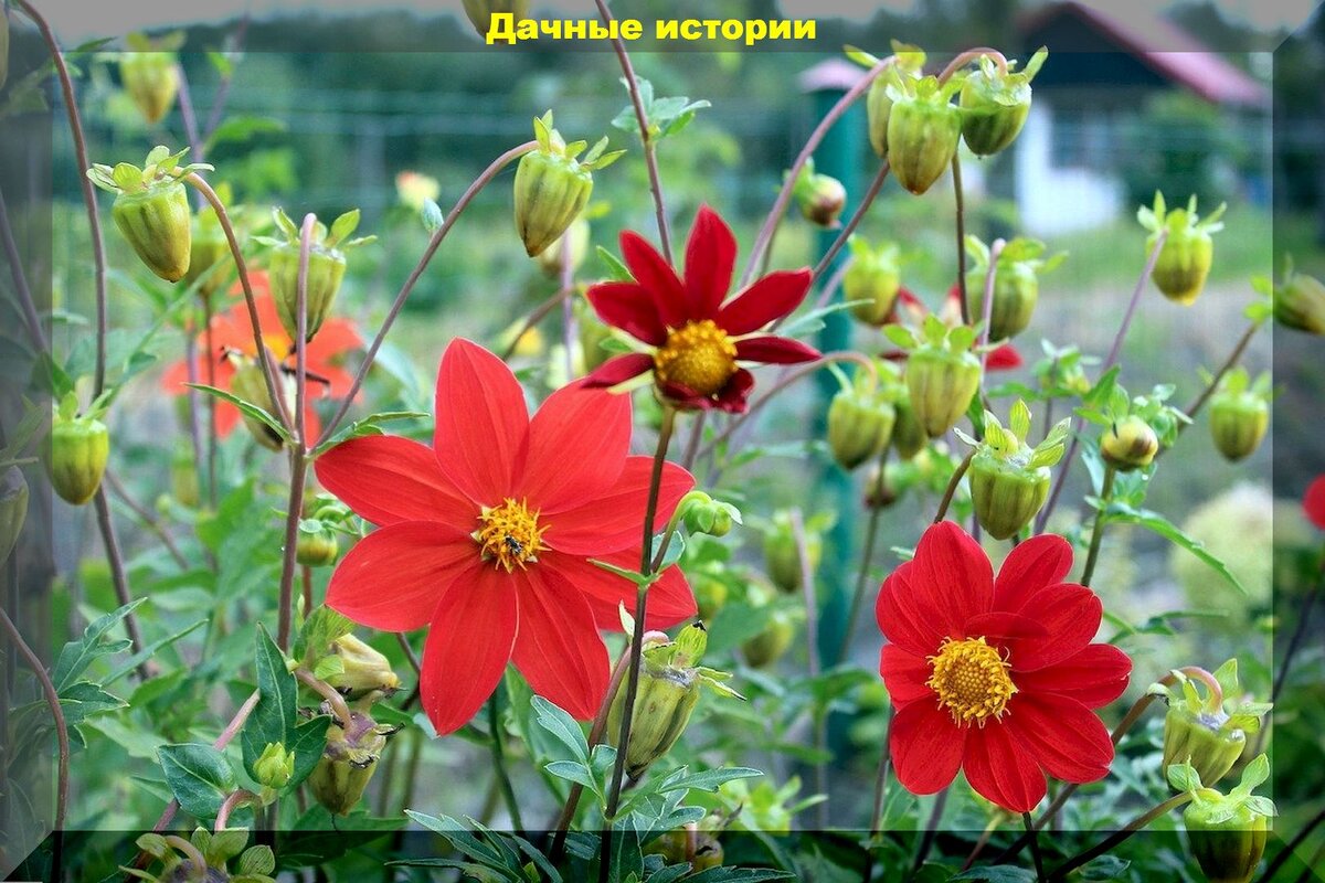 Красные цветы для сада: однолетники, цветущие красными цветами, которые несложно вырастить из семян