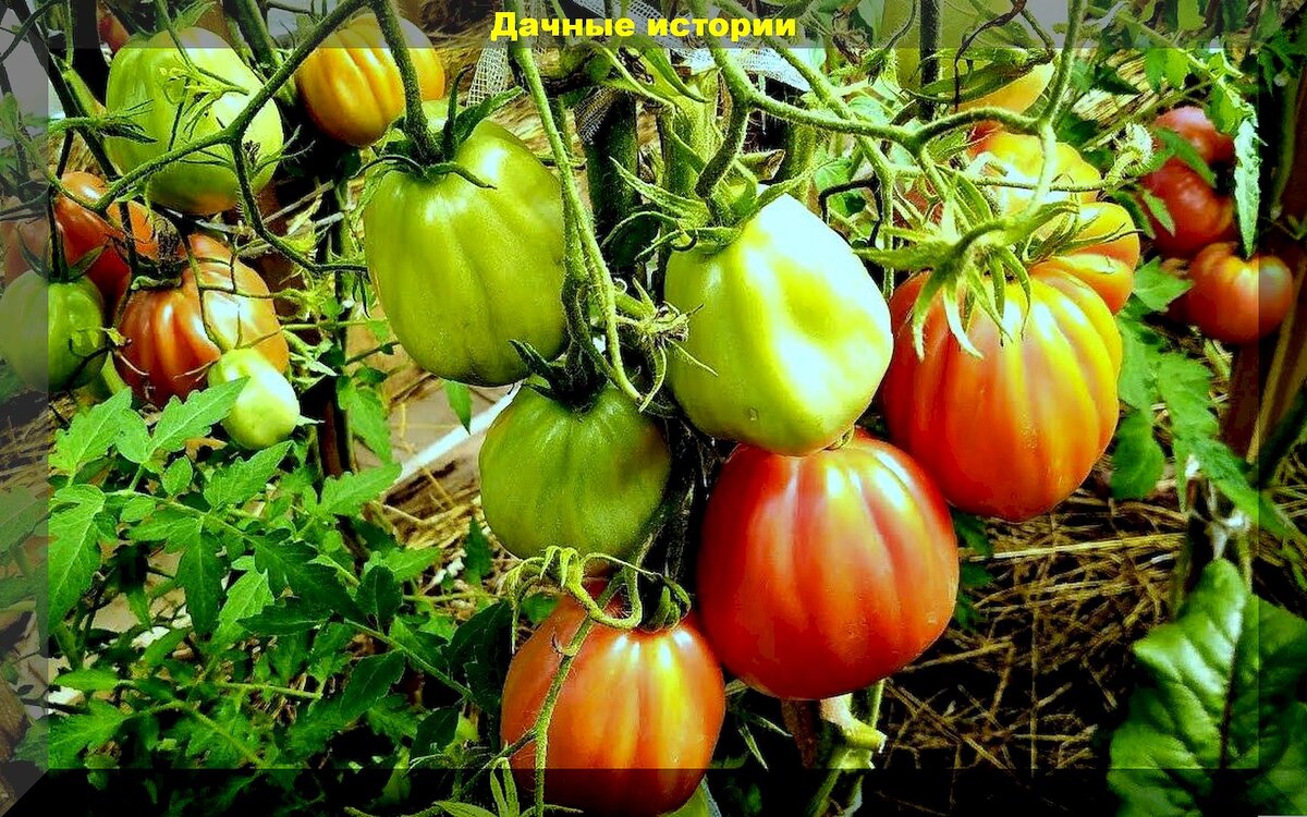 15 томатов которые хвалят и рекомендуют дачники: обзор лучших сортов-гибридов томатов