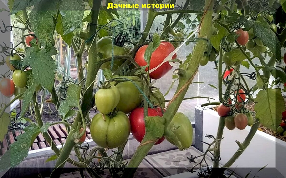 15 томатов которые хвалят и рекомендуют дачники: обзор лучших сортов-гибридов томатов