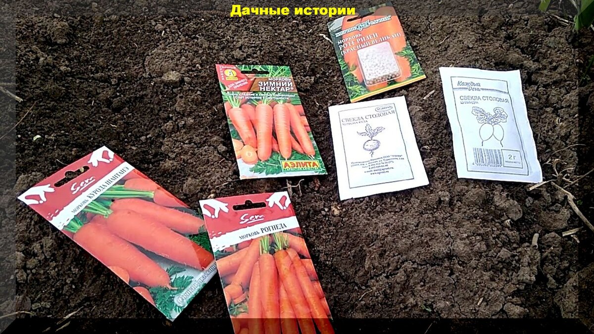 Подзимний посев моркови и свеклы: сроки, агротехника, озимые сорта и прочие важные подробности