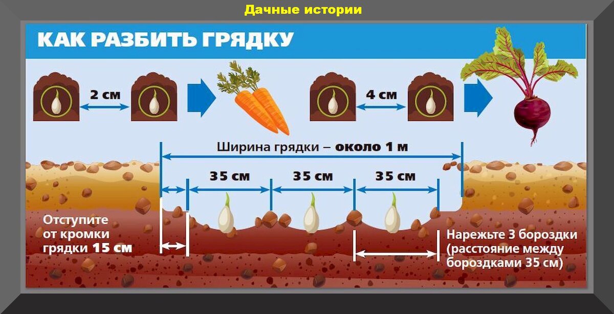 Подзимний посев моркови и свеклы: сроки, агротехника, озимые сорта и прочие важные подробности