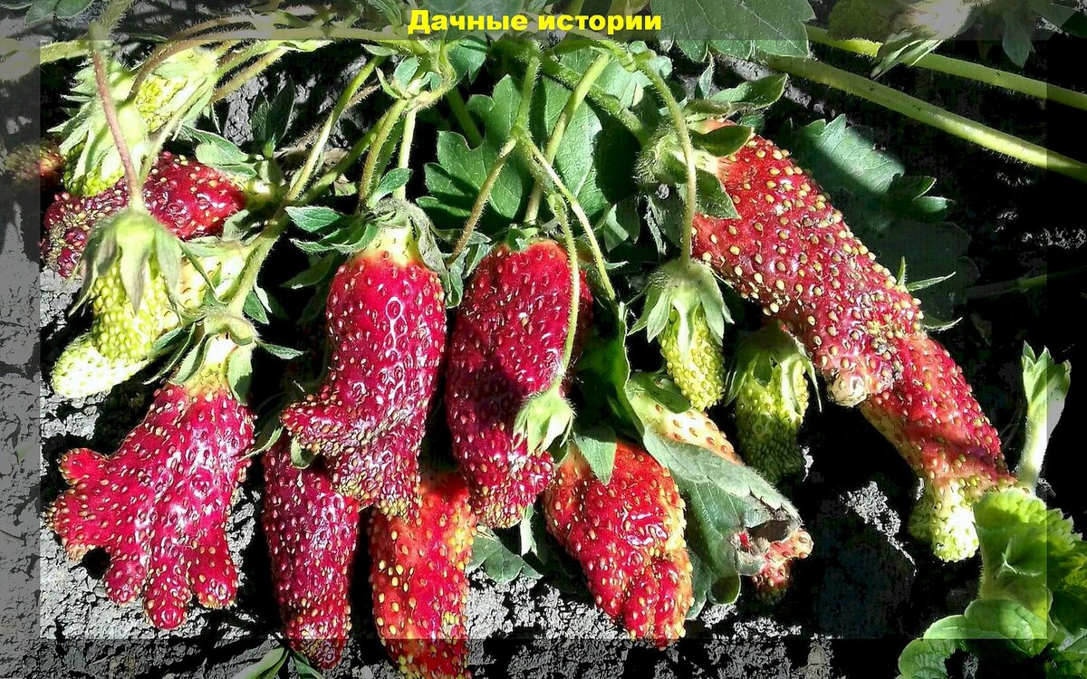 Проверенные сорта садовой земляники: сорта клубники, которые удивят вкусом и качеством ягод