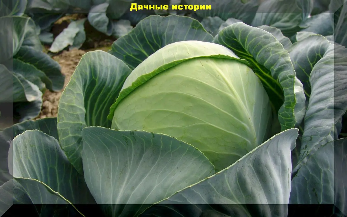 Как на Руси квасили капусту: старинные, деревенские рецепты квашения капусты и важны советы хозяйке-дачнице