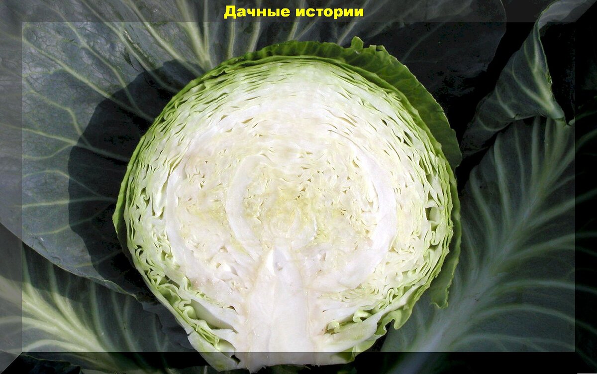 Как на Руси квасили капусту: старинные, деревенские рецепты квашения капусты и важны советы хозяйке-дачнице