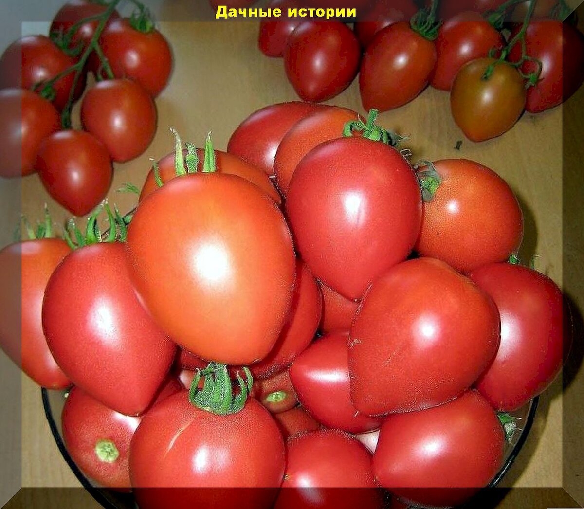Абсолютно нетребовательные сорта-гибриды томатов: обзор малоуходовых, но урожайных томатов, для новичков и дачников выходного дня