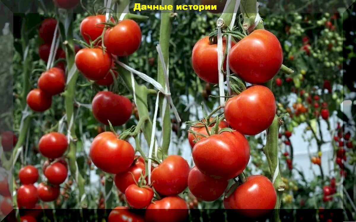 Абсолютно нетребовательные сорта-гибриды томатов: обзор малоуходовых, но урожайных томатов, для новичков и дачников выходного дня
