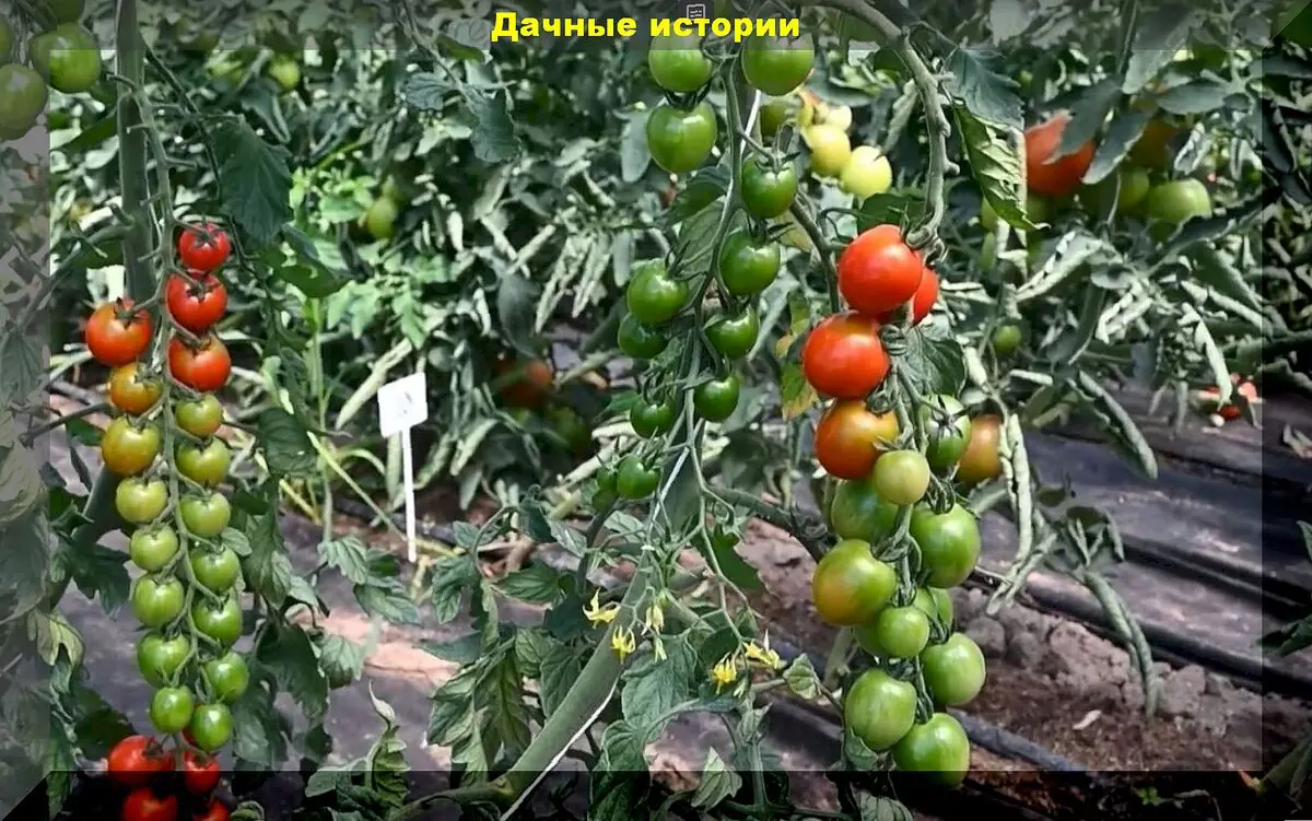 Томаты до морозов: сорта-гибриды томатов, которые постоянно завязывают плоды, радуя свежими помидорами до самых холодов
