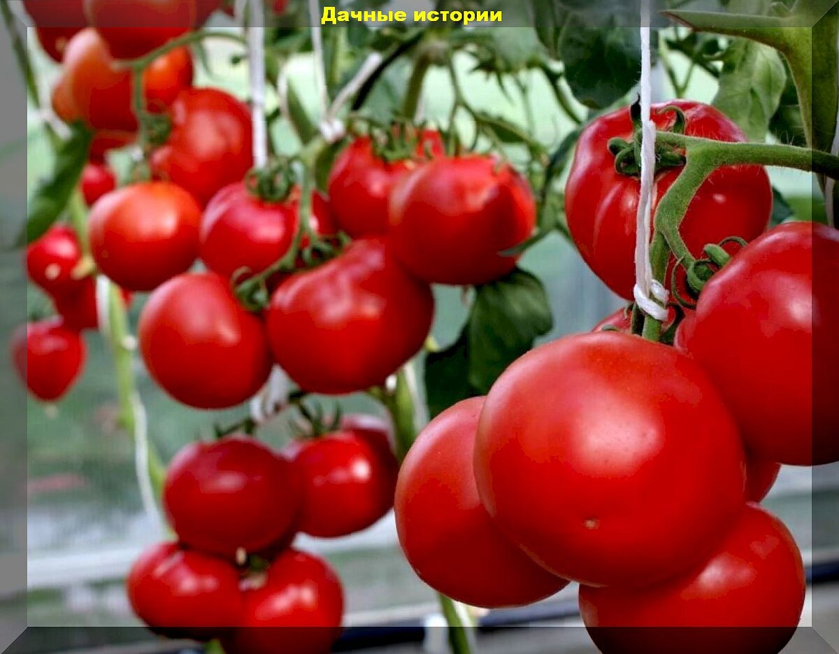 Томаты на все случаи жизни: самые устойчивые, вкусные и урожайные сорта-гибриды томатов для салатов, хранения и заготовок