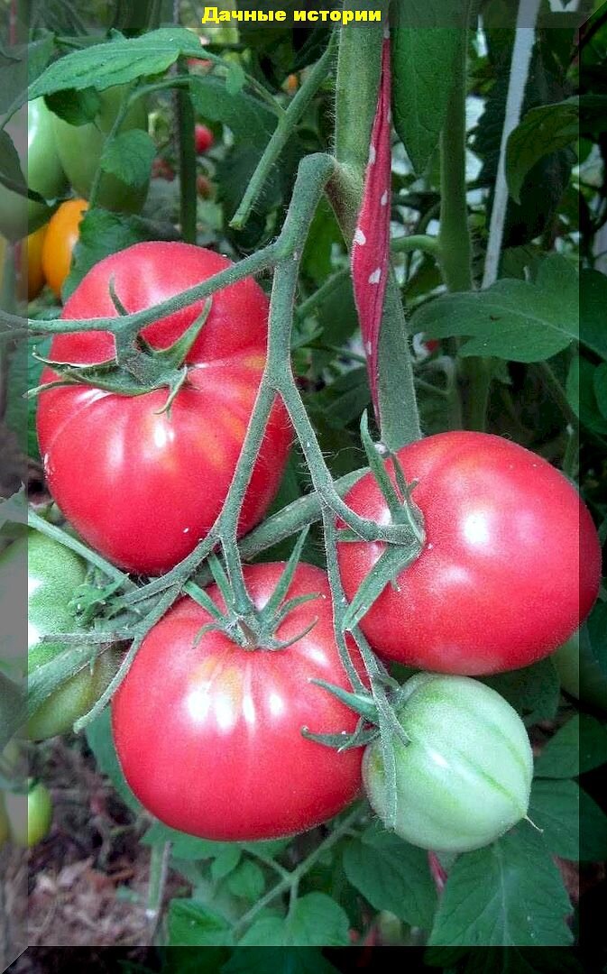Лучшие томаты для вашего здоровья: самые полезные сорта-гибриды томатов, которые помогут укрепить иммунитет