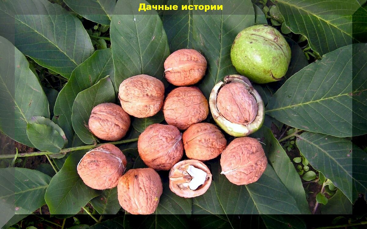 5+5 советов по выращиваю фундука и грецкого ореха, для начинающих дачников: как выращивать самые неприхотливые орехи на участке