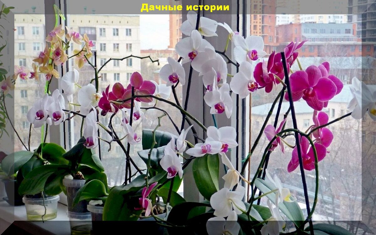 Орхидеи для начинающих: четыре правила ухода за орхидеями гарантирующих долгое и красивое цветение