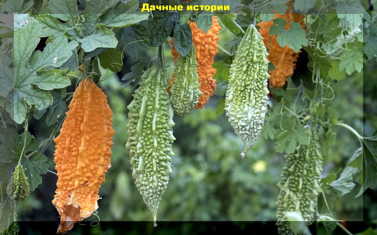 Экзотические, редкие, непривычные: какие диковинные и не часто встречающиеся растения можно вырастить на участке средней полосы России