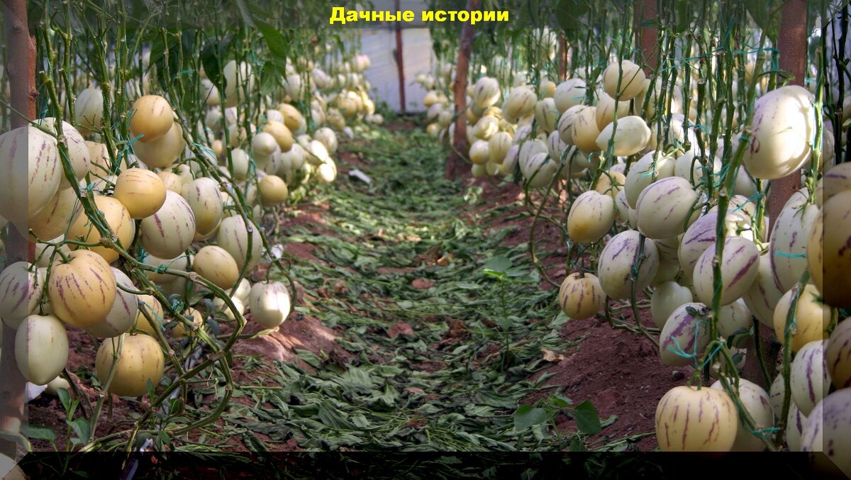 Экзотические, редкие, непривычные: какие диковинные и не часто встречающиеся растения можно вырастить на участке средней полосы России