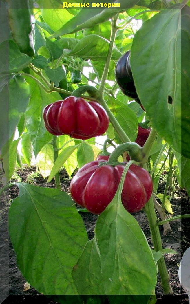 20 неприхотливых сортов-гибридов сладкого перца: вкуснейшие перцы, которые поражают своей урожайностью даже в открытом грунте
