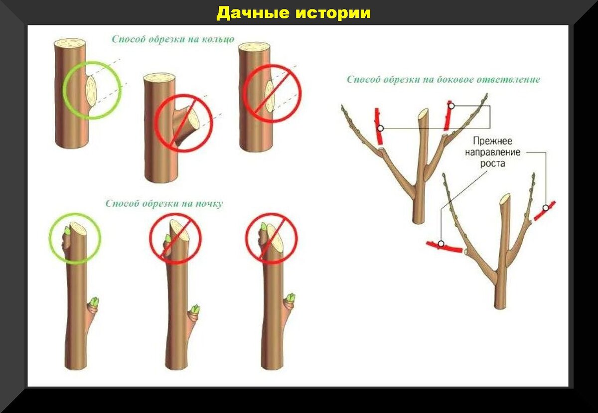 3 самых опасных ошибок при обрезке сада: неисправимые ошибки при обрезке деревьев, которые способны их погубить