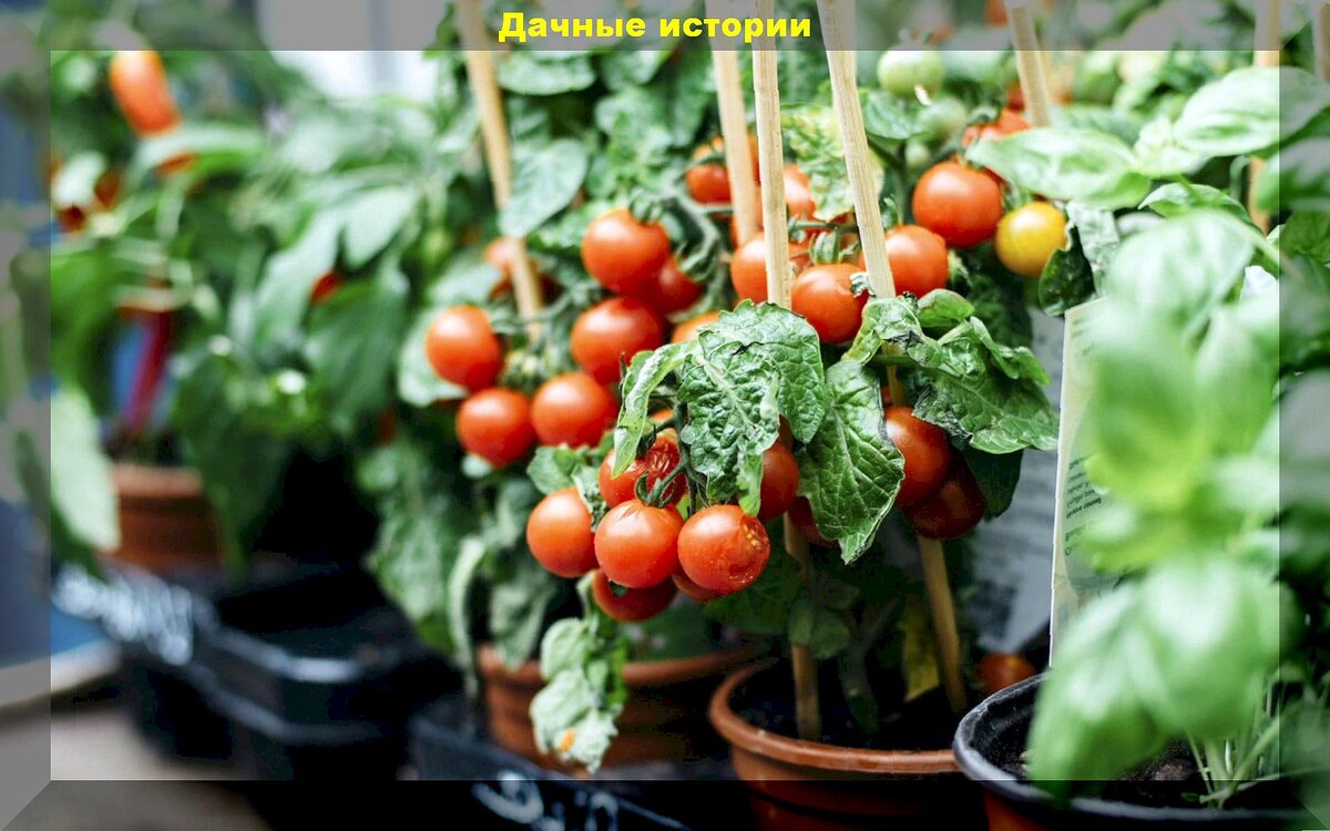 5 основных правил для успеха зимнего огорода в квартире: что и как посадить в зимнем огороде начинающему овощеводу