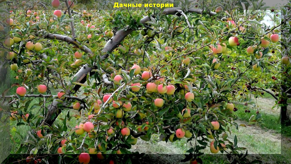 Вкусные моченые яблоки: простейший рецепт приготовления моченых яблок на ржаной или пшеничной соломе