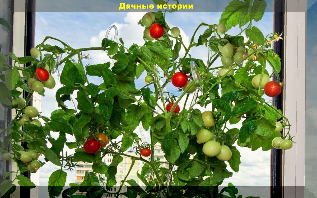 Зимний огород на подоконнике - мифы и реальность: как и какие овощи и зелень можно вырастить зимой в своей квартире