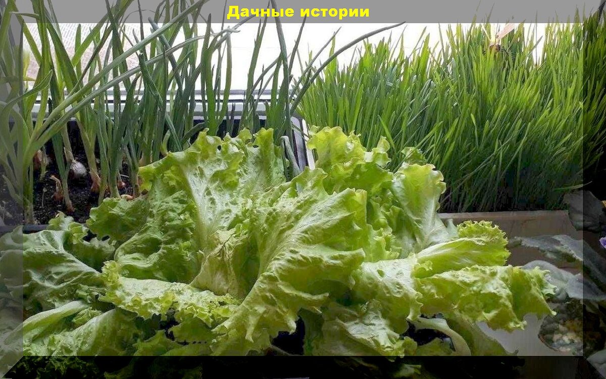 Зимний огород на подоконнике - мифы и реальность: как и какие овощи и зелень можно вырастить зимой в своей квартире