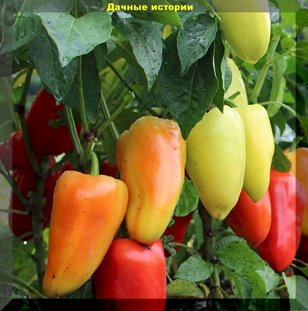 Сладкие и горькие: обзор новых и проверенных сортов-гибридов перца, урожайность которых вызовет у соседей зависть