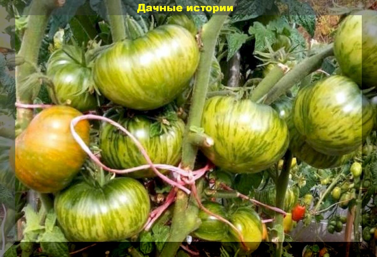 ТОП-5 томатов гномов: томаты гномы которые особенно часто ищут в продаже