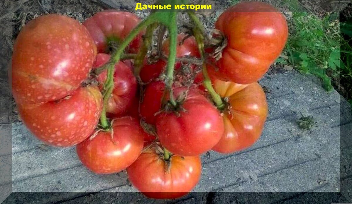 ТОП-5 томатов гномов: томаты гномы которые особенно часто ищут в продаже