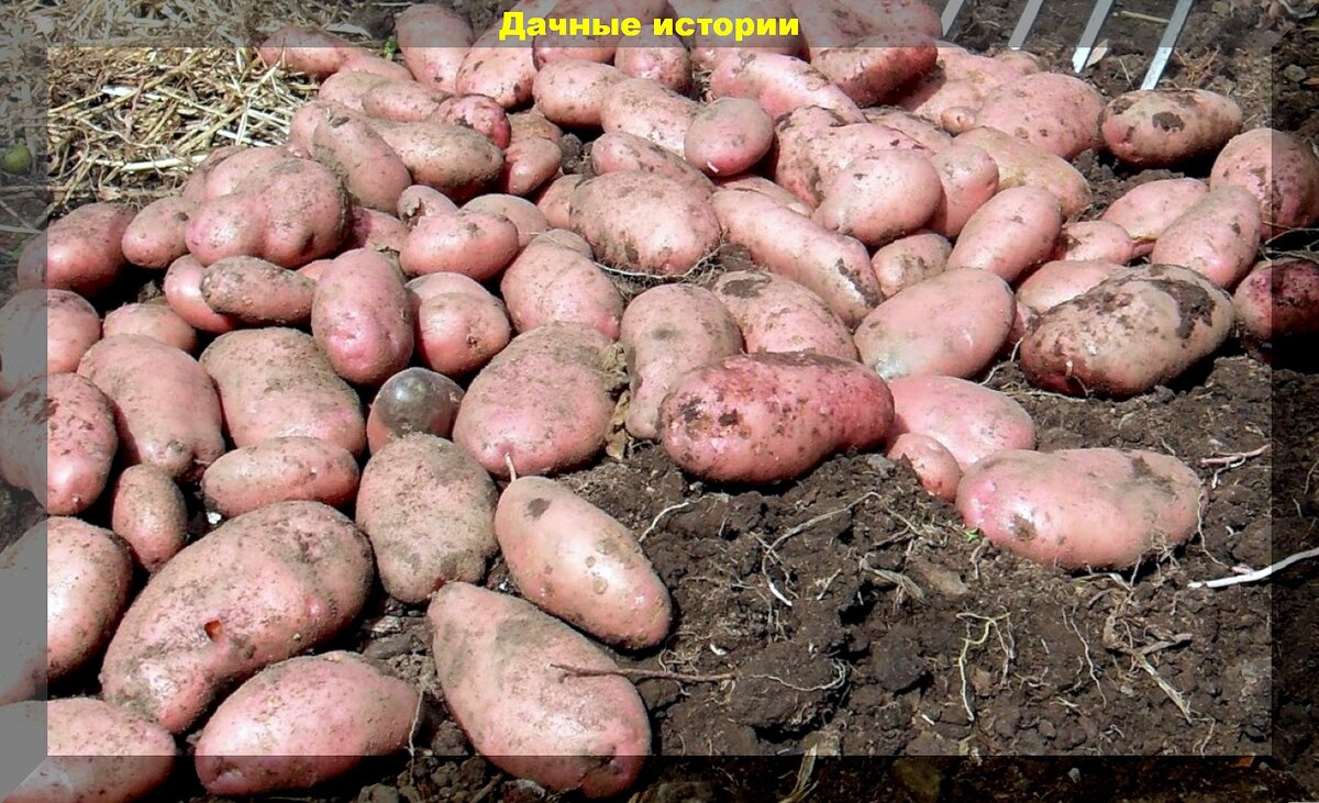 Сорт картофеля "Сарпо Мира": совсем не болеет фитофторозом, давая при этом богатые урожаи