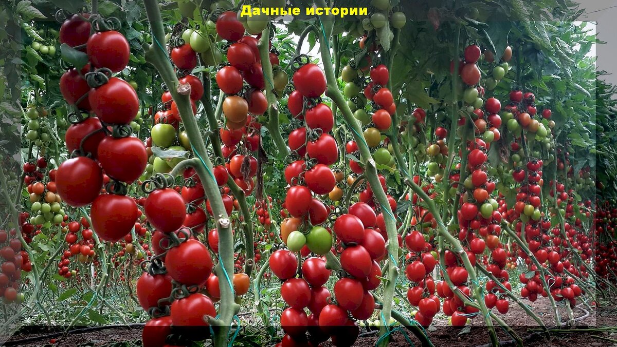 Томаты на все случаи жизни: самые устойчивые, вкусные и урожайные сорта-гибриды томатов для салатов, хранения и заготовок