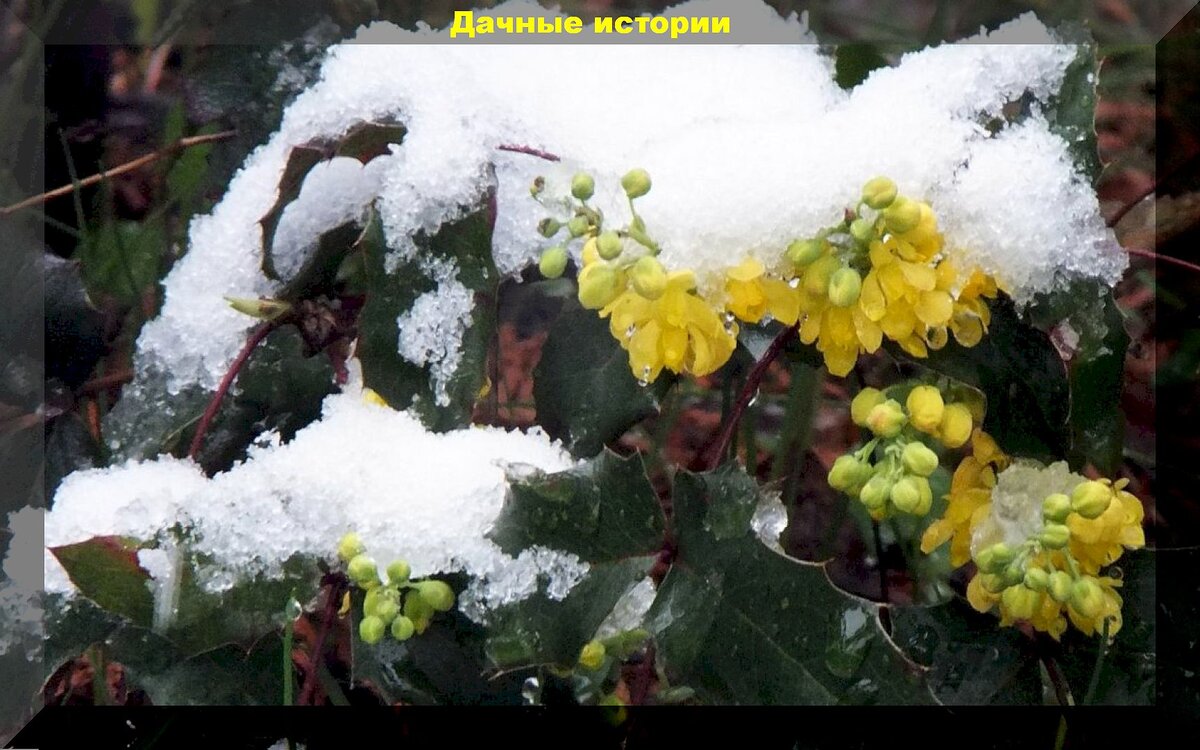 Зимняя волшебная красота дачного участка: растения, которые украсят зимний сад и привнесут в него сказку