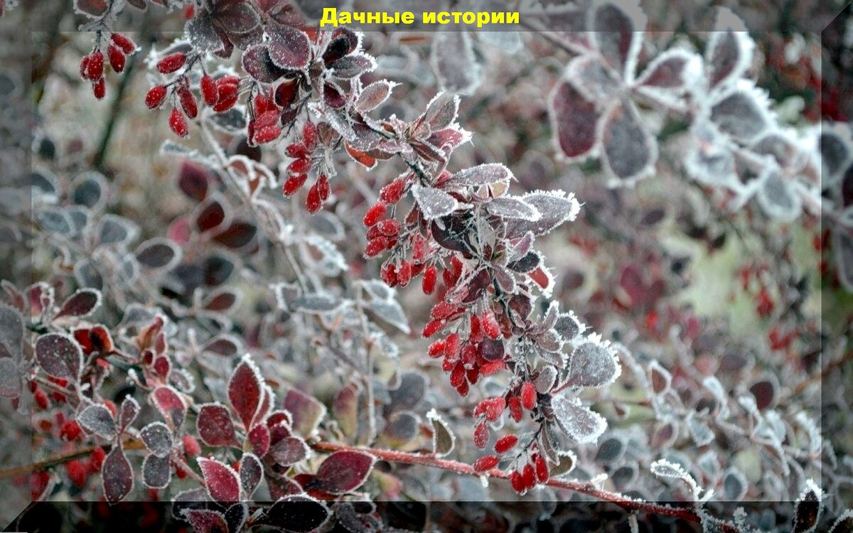 Зимняя волшебная красота дачного участка: растения, которые украсят зимний сад и привнесут в него сказку