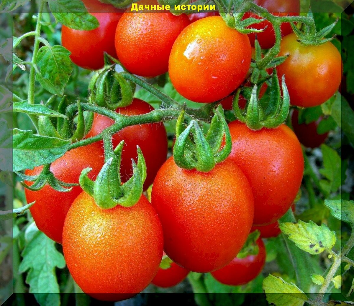 40 килограмм урожая с квадратного метра: огурец и томат о которых дачники слагают легенды