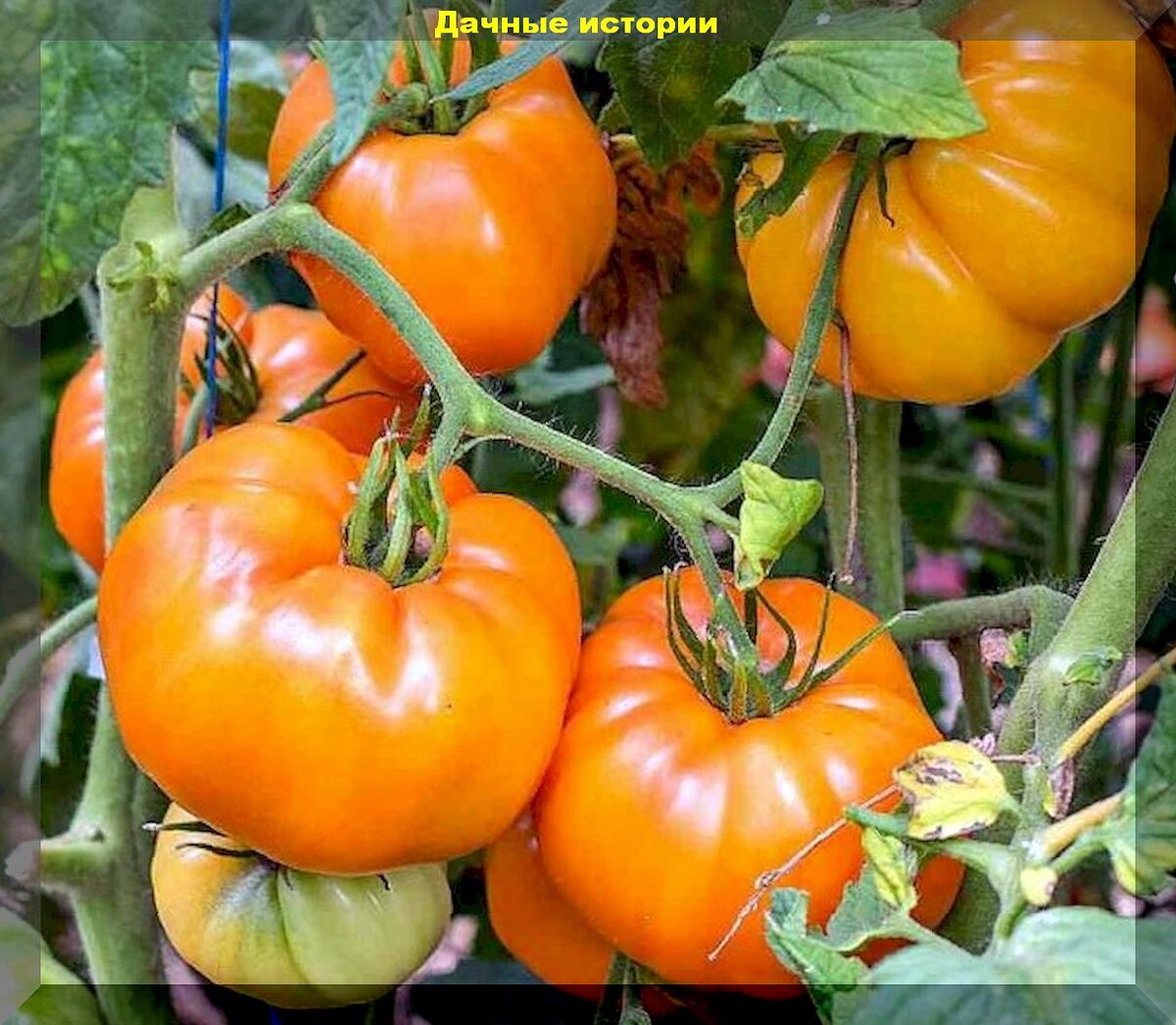20 урожайных сортов томатов, чей вкус вне всяких похвал: стабильные томаты, которые порадуют урожаем в любую погоду